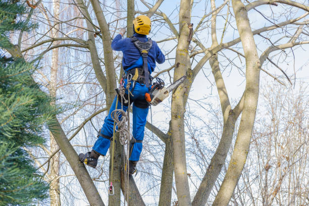 Best Arborist Consultation Services  in Franklin, TN