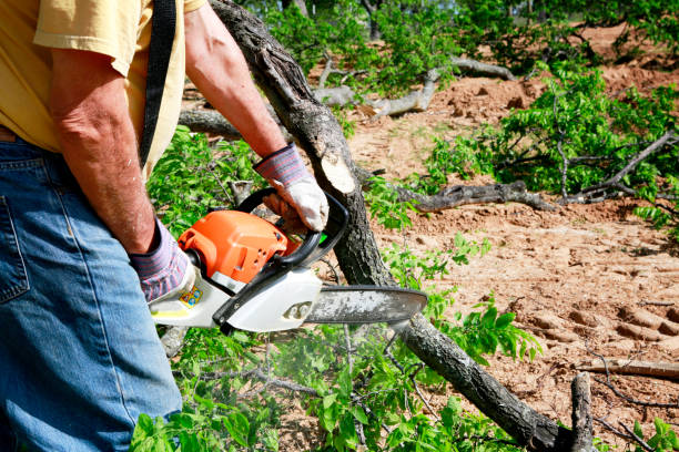 Best Tree Preservation Services  in Franklin, TN